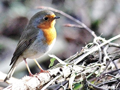 Gratulation dem Rotkehlchen zur Wahl zum Vogel des Jahres 2021
