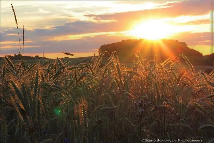 Sonnenuntergang am Feld