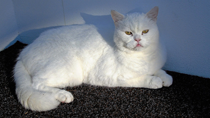 Felis silvestris catus-Persilia