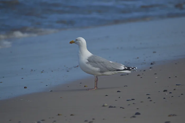 Möve am Strand