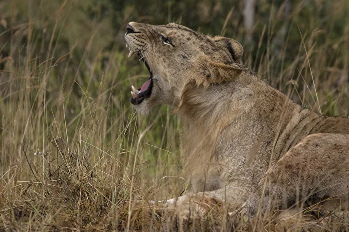 Lioness..