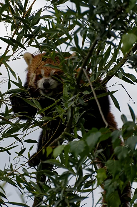 Roter Panda