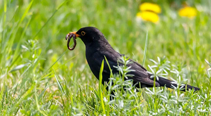 Amsel mit Regenwurm