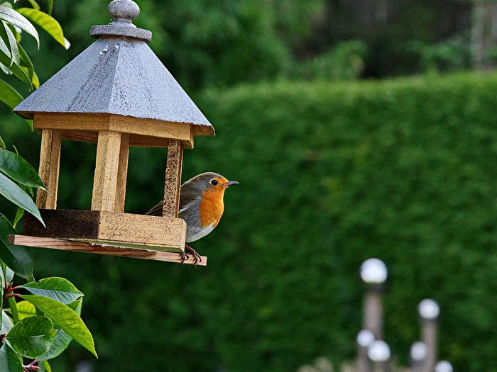 #Vögel - Rotkehlchen zu Besuch in unserem Garten