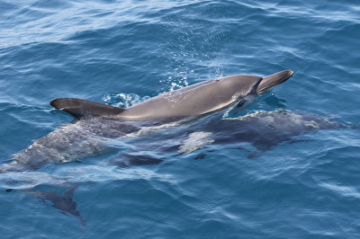 Delfine