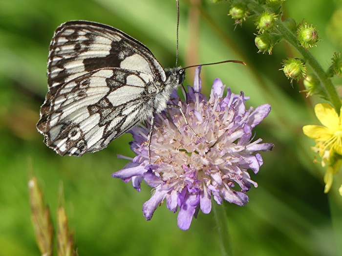Schachbrettfalter