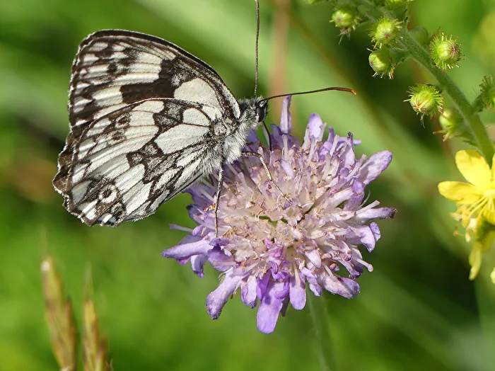 Schachbrettfalter