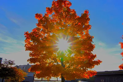Herbst