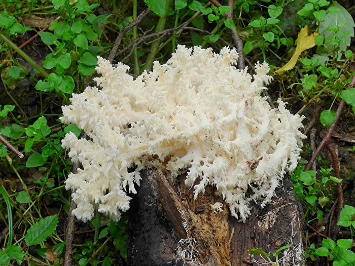 Mushroom