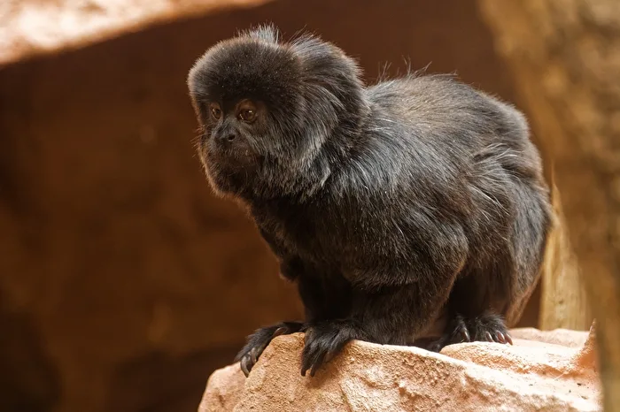 Springtamarin