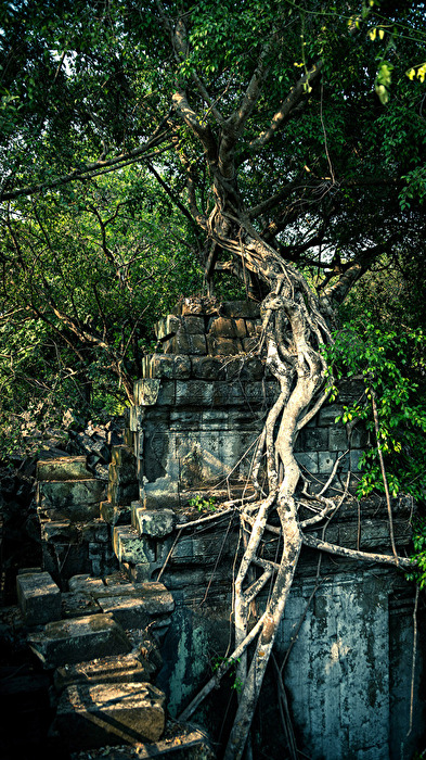 Verwurzelt in Cambodia