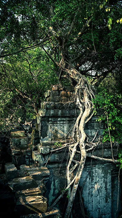 Verwurzelt in Cambodia
