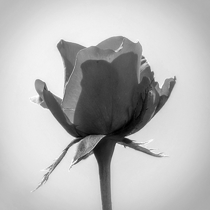 Rose in S/W