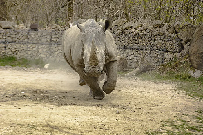 Nashorn