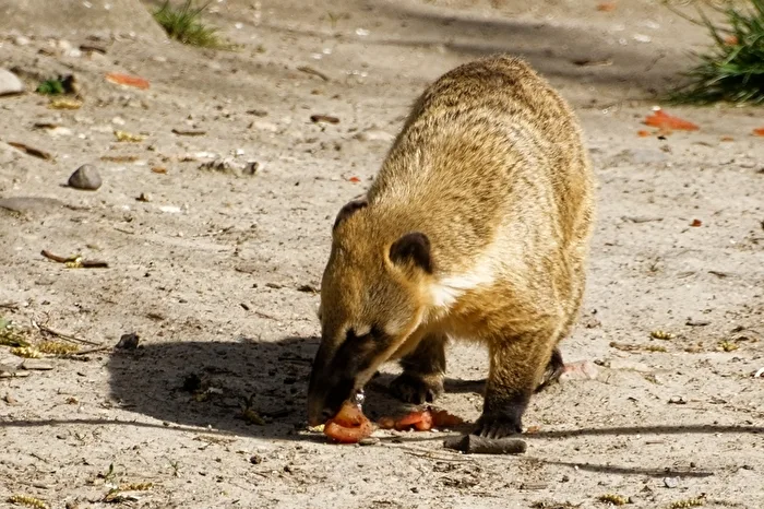 Coati