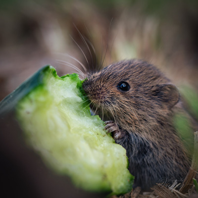 MEINE Gurke, Alter, ganz allein Meine!