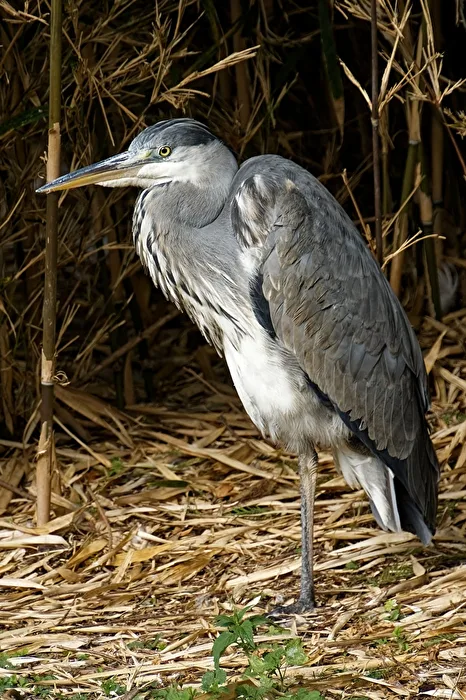 Grey Heron