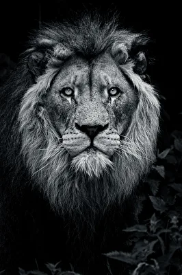 Long live the king
