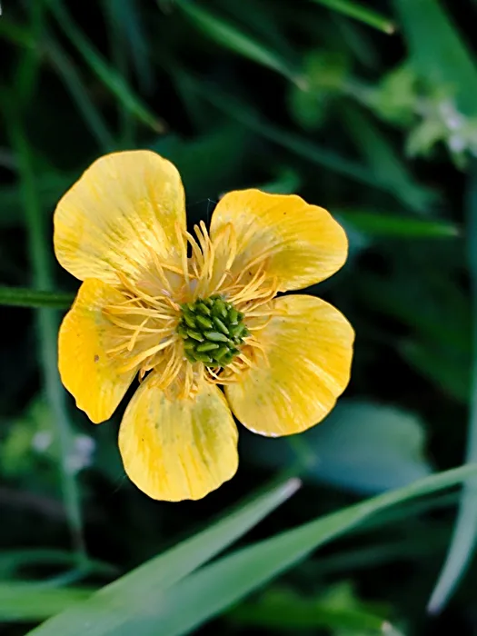 Sharp Hen Mustard
