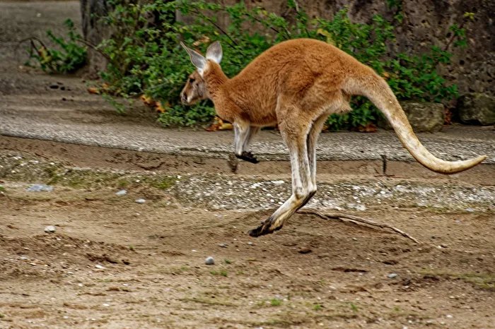 Kangaroo