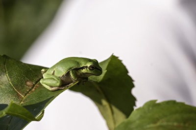 Laubfrosch