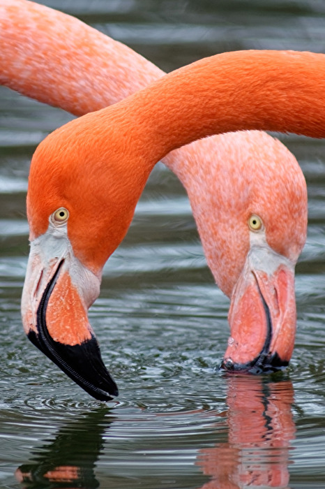 Flamingo's