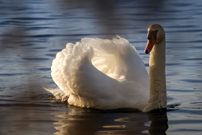 Schwan im Abendlicht