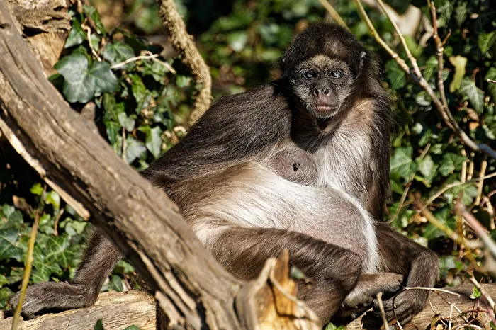 Klammeraffe
