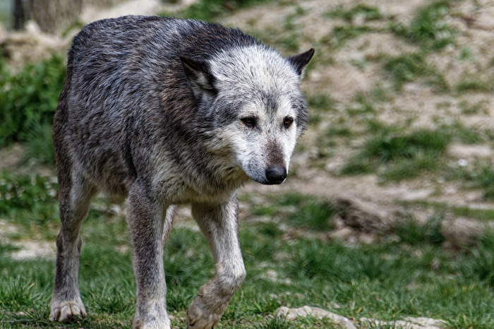 Timberwolf