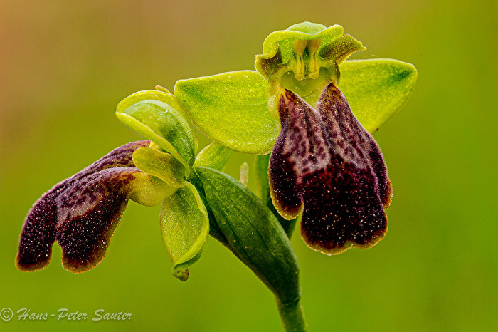 Die schöne Orchidee