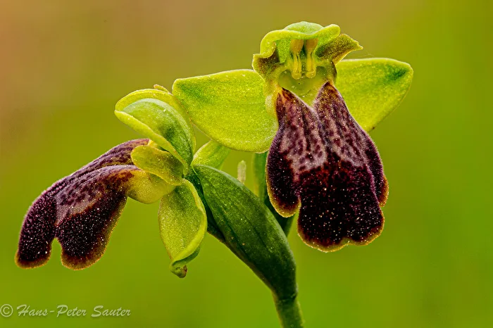 The beautiful orchid