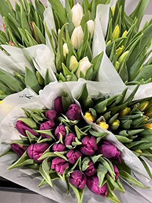 Tulpe