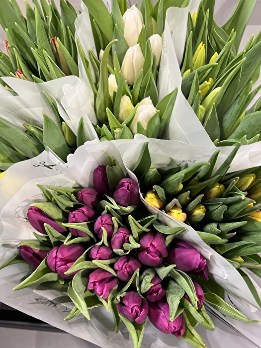 Tulpe