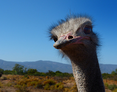 Was guckst Du?