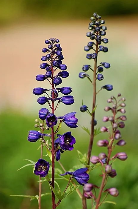 Blaue Blüte