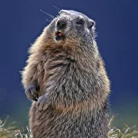 Profilfoto