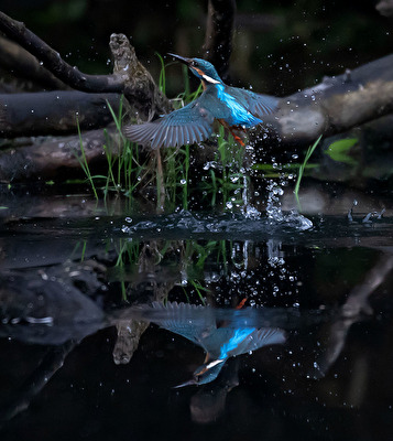 Eisvogel mit Versuchen Beute zu machen