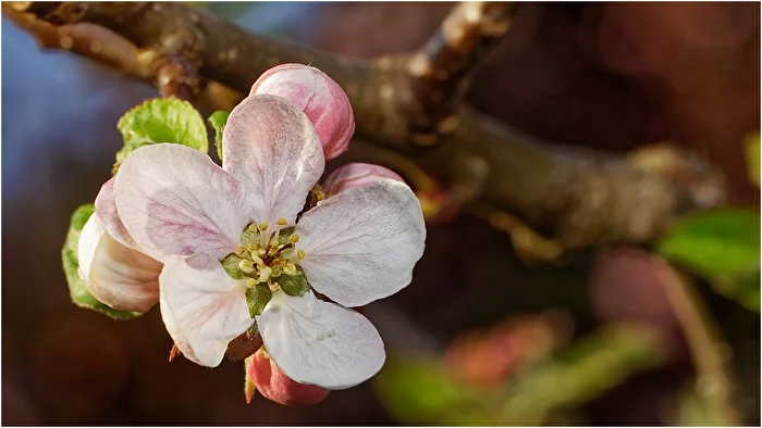 Apfelblüte