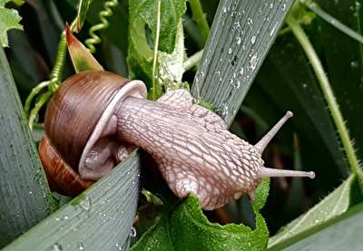 Schnecke