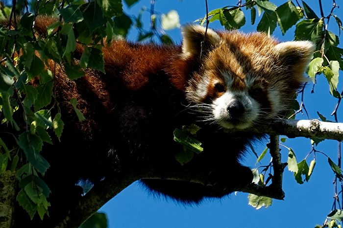 Roter Panda ( Katzenbär )
