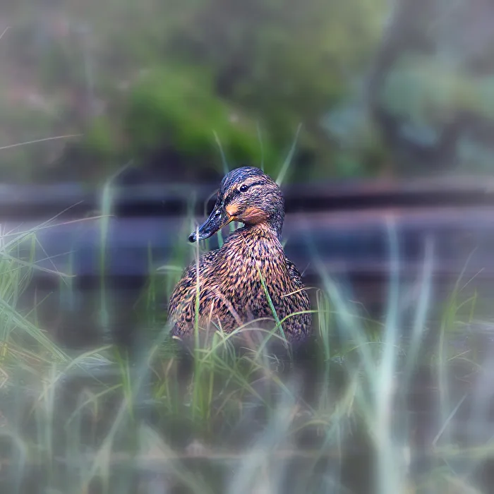 Mallard