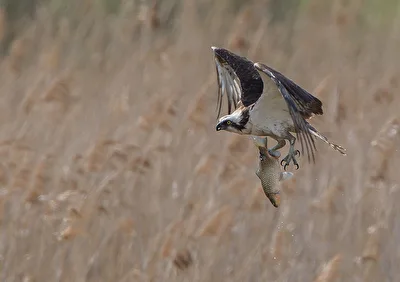 Fischadler im Flug mit Fisch