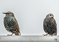 Beziehungsprobleme ???