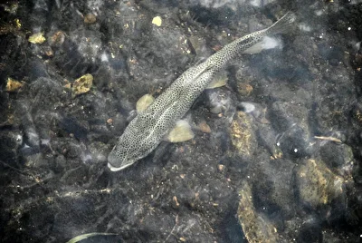 Fische