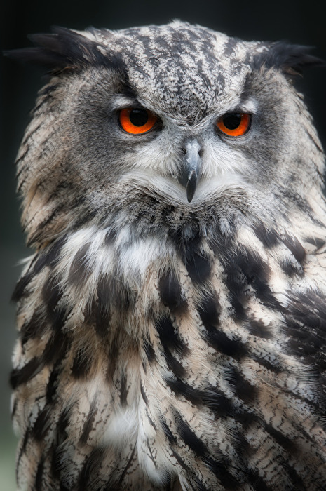 Uhu-Portrait