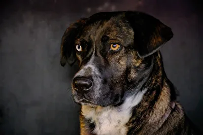 Ich pass hier auf! Schausteller Hund