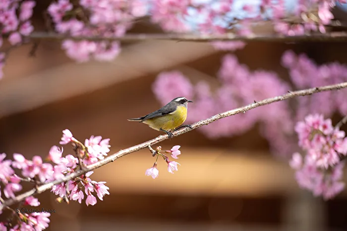 Cambacica ( Coereba flaveola)