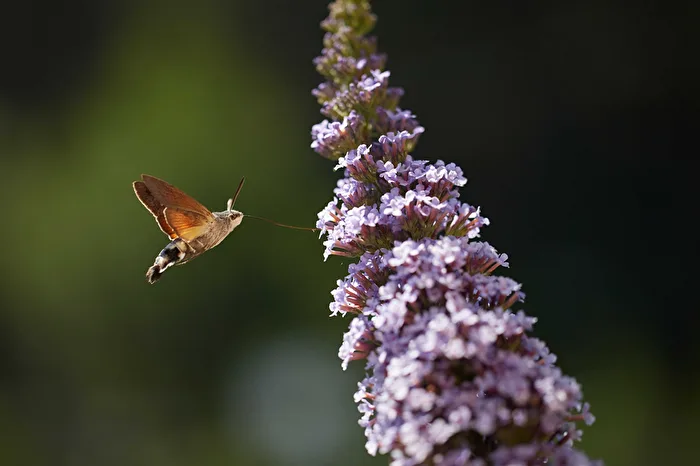 Hummingbird Hawk-moth