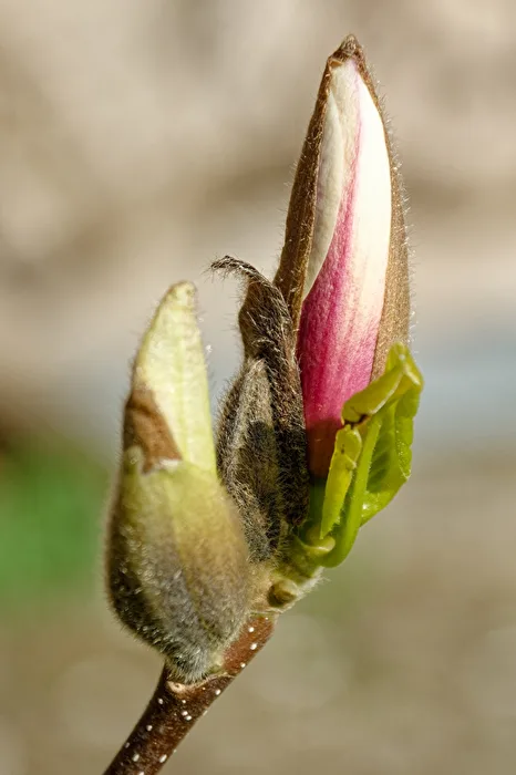 Magnolia