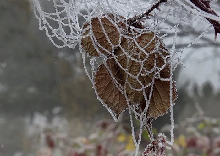 Väterchen Frost